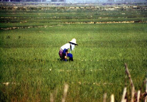 rice field